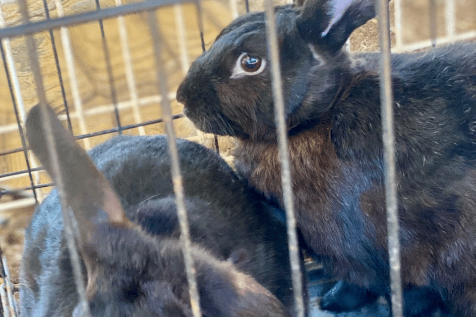 Meet the newest members of our NBS Petting Zoo!